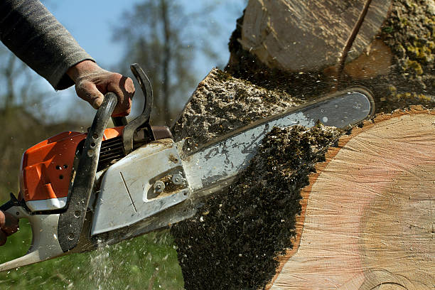 How Our Tree Care Process Works  in  Coeur Dalene, ID